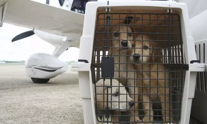 Перевозка собак в самолете
